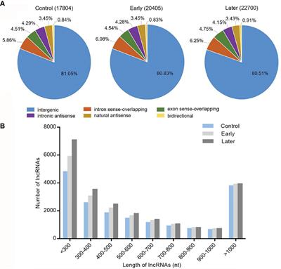 Characterization of Host lncRNAs in Response to Vibrio splendidus Infection and Function as Efficient miRNA Sponges in Sea Cucumber